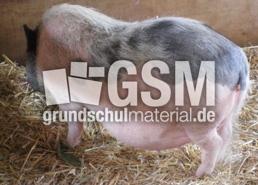 Deutsches-Sattelschwein_2302.jpg